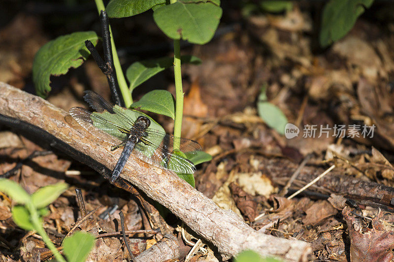 雄性蓝色下士蜻蜓 (Ladona deplanata)